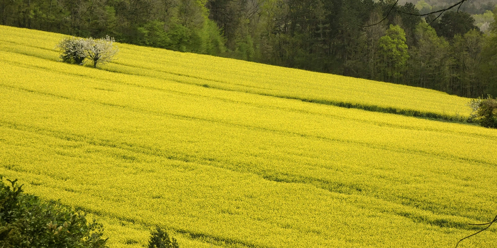 Motivation pour le BTSA STA : Lettre et Conseils d'Admission