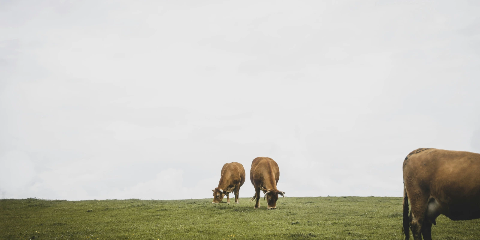 Résultats BTSA STA : Comment les Consulter et Comprendre